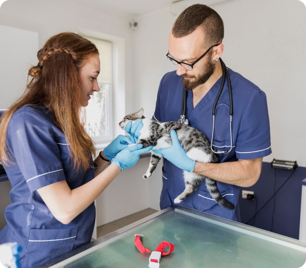 Veterinarians caring for a cat in a clinical setting, highlighting the collaborative benefits of a veterinary mentorship program.