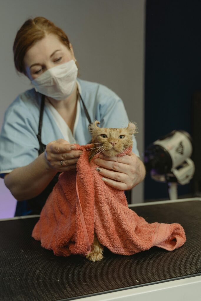 Veterinarian examining a cat in a clinic, highlighting considerations when purchasing a veterinary practice.